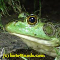 /home//u458753944/public_html/sourcegallery/////////////////Frogs/More bullfrogs/P6080133.JPG